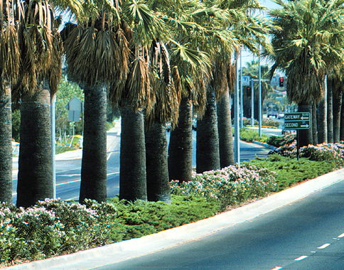 Photo of the palm trees highlighting the Travis Boulevard entrance to the City of Fairfield and the Solano Mall, Fairfield Gateway Project, City of Fairfield, CA